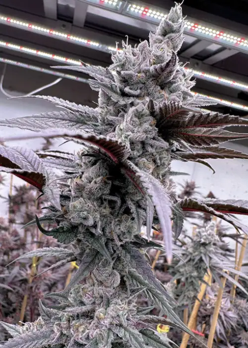 Lung Buster by Solfire Gardens, Photoperiod cannabis strain
