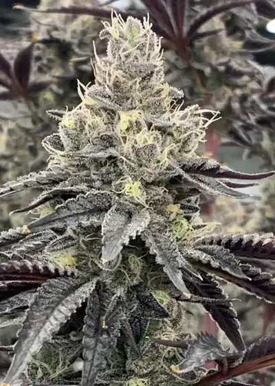 Luv Muffin by Rare Dankness, Photoperiod cannabis strain