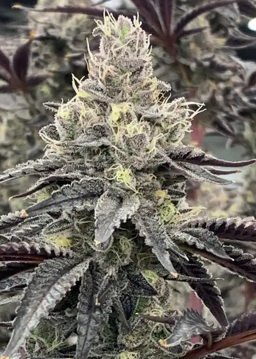 Luv Muffin by Rare Dankness, Photoperiod cannabis strain