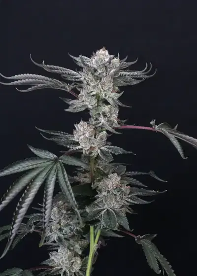 Luxar-Dos by Compound Genetics, Photoperiod cannabis strain