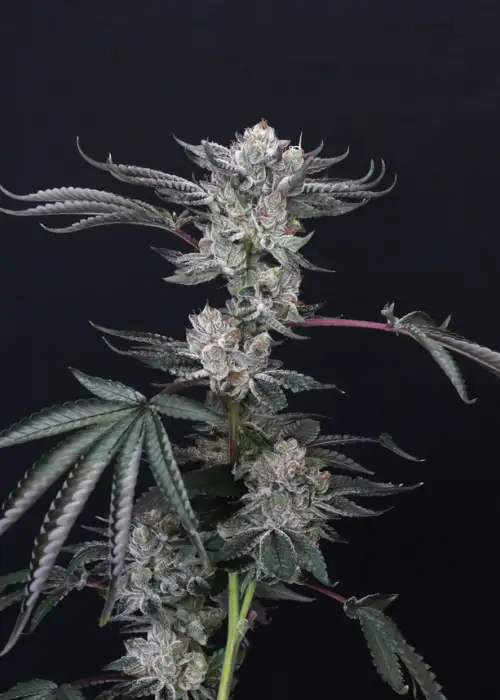Luxar-Dos by Compound Genetics, Photoperiod cannabis strain