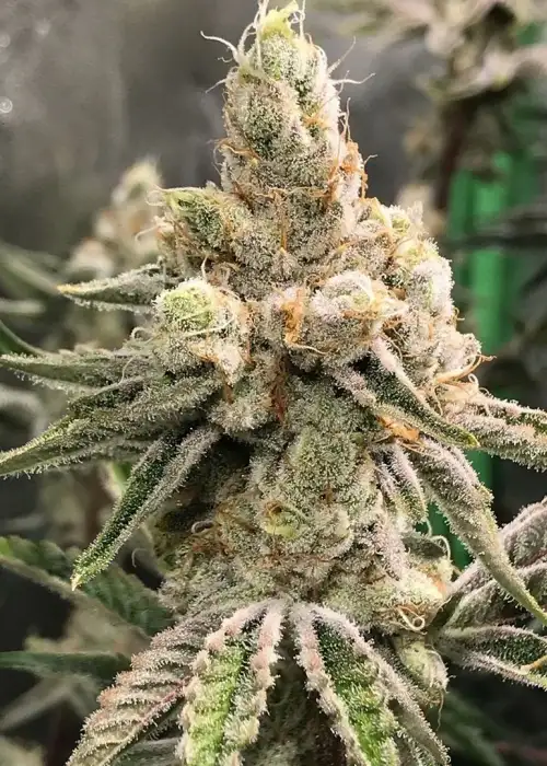 LVTK OG FEM by Cannaventure Seeds, Photoperiod cannabis strain