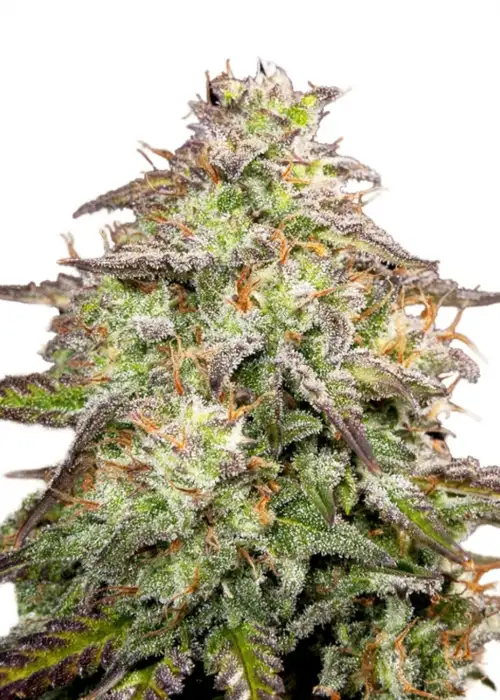 M.O.A.B (Mother of all buds) by Amsterdam Marijuana Seeds AMS, Photoperiod cannabis strain