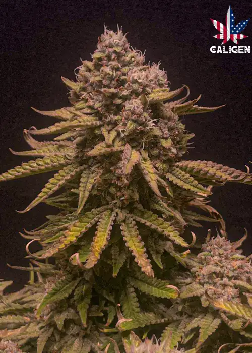 M16 Automatic by Caligen, Autoflower cannabis strain