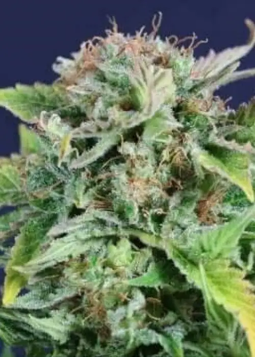 M8 by Gea Seeds, Photoperiod cannabis strain