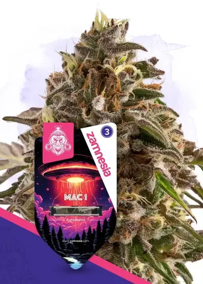 Mac 1 Automatic by Zamnesia Seeds, Autoflower cannabis strain