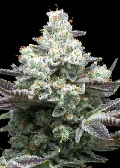 MAC 1 by Dark Heart Nursery, Photoperiod cannabis strain