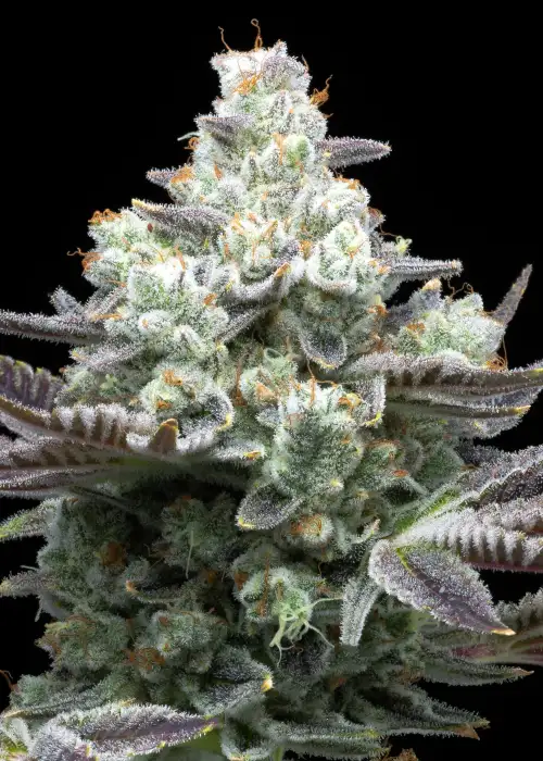 MAC 1 by Dark Heart Nursery, Photoperiod cannabis strain