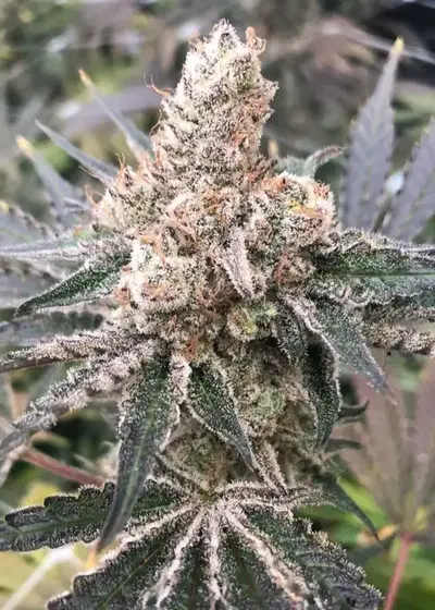 MAC and Cheese by Capulator, Photoperiod cannabis strain