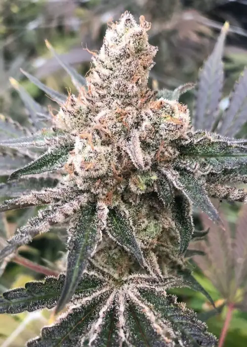 MAC and Cheese by Capulator, Photoperiod cannabis strain