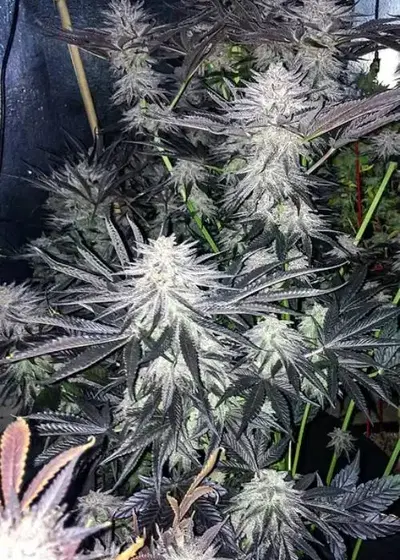 Mac Dragon Bx-1 by Dragons Flame Genetics, Photoperiod cannabis strain