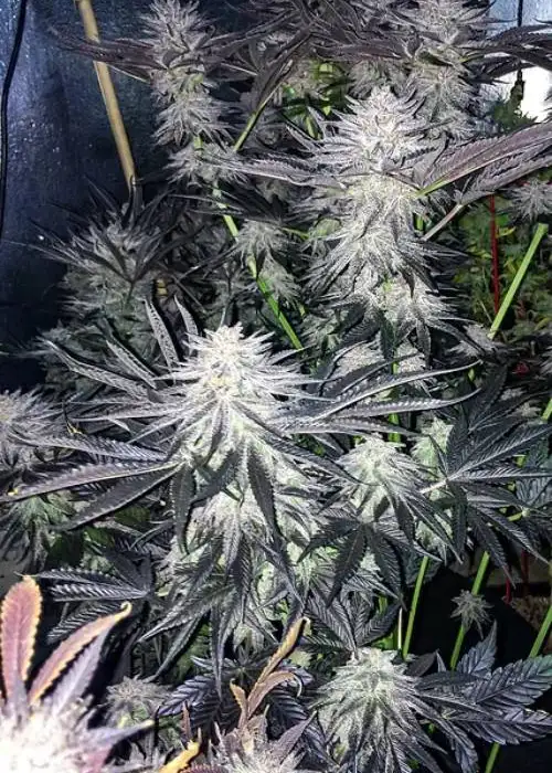 Mac Dragon Bx-1 by Dragons Flame Genetics, Photoperiod cannabis strain