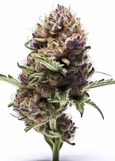 MAC feminized by Seeds Genetics Co., Photoperiod cannabis strain