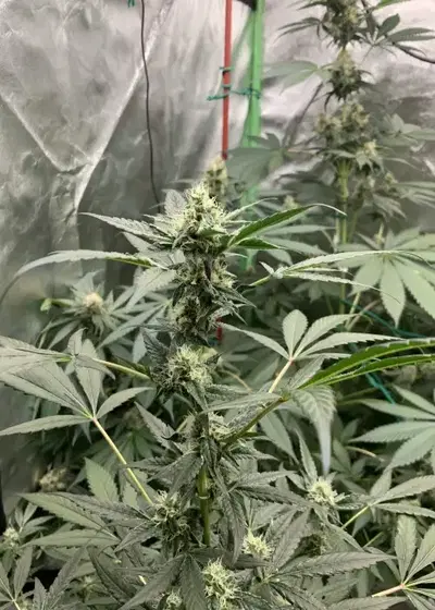 Mac n cream by CopyCat Genetics, Photoperiod cannabis strain