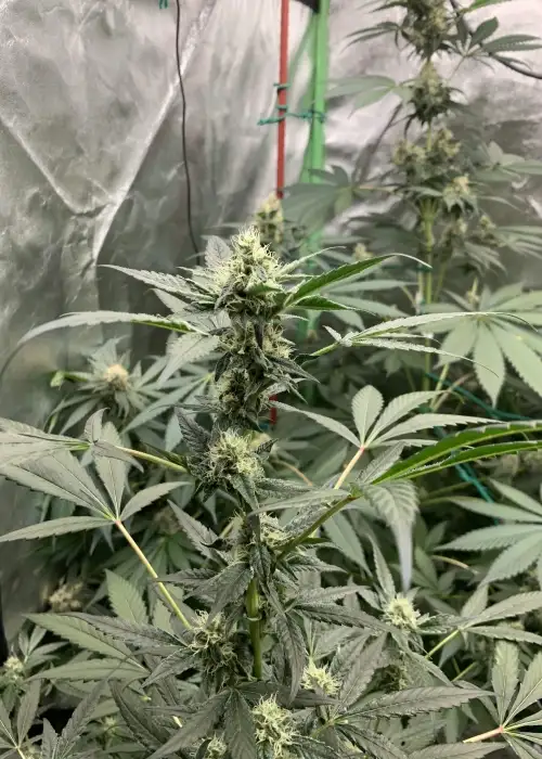 Mac n cream by CopyCat Genetics, Photoperiod cannabis strain