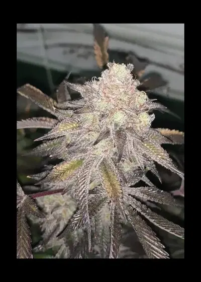 Mac stomper X Platinum Kush Breath #5 by In House Genetics, Photoperiod cannabis strain