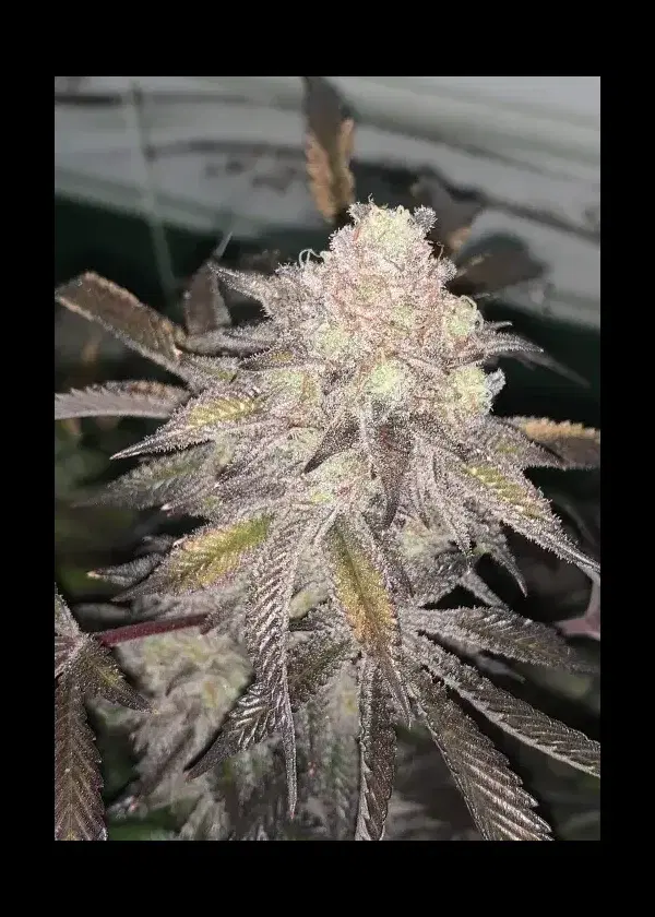 Mac stomper X Platinum Kush Breath #5 by In House Genetics, Photoperiod cannabis strain