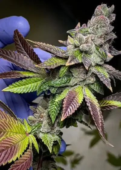 MAC1 x Candyland by Irvine Seed Company, Photoperiod cannabis strain