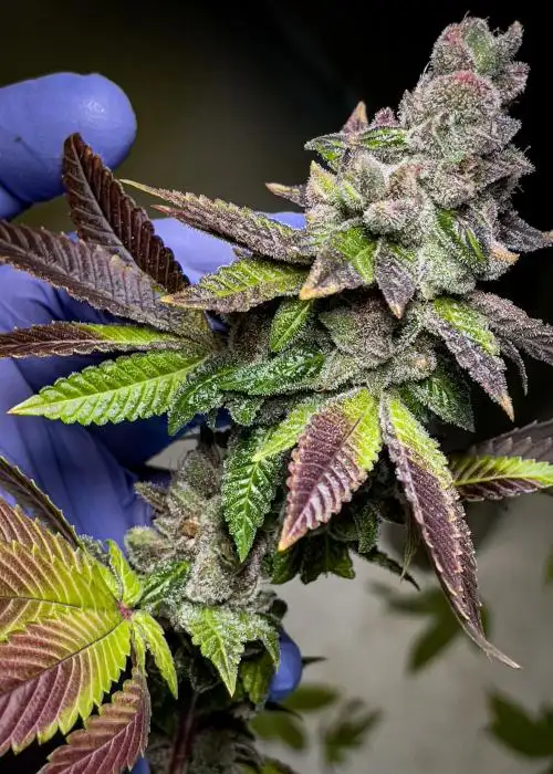 MAC1 x Candyland by Irvine Seed Company, Photoperiod cannabis strain