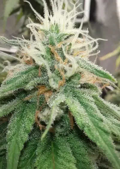 Macintosh Meds by Cannarado Genetics, Photoperiod cannabis strain