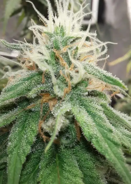 Macintosh Meds by Cannarado Genetics, Photoperiod cannabis strain