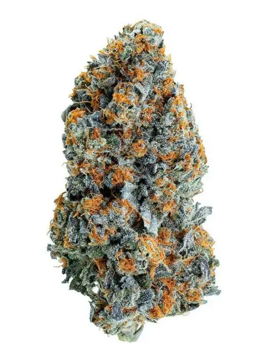 Maclato by Zodiac Genetics cannabis strain