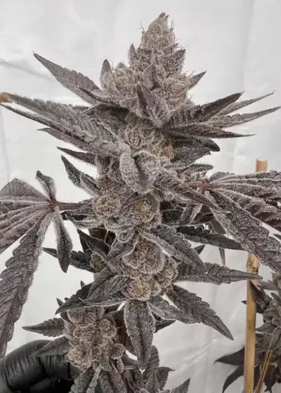 Mad Dog by Solfire Gardens, Photoperiod cannabis strain