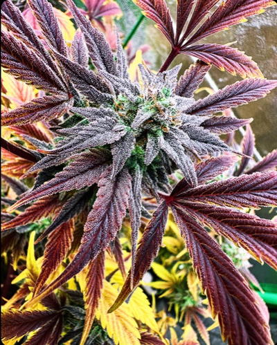 Mad Grape by Brothers In Farms, Autoflower cannabis strain