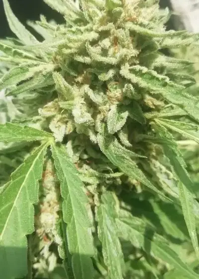 Mad Max #33 by Dutchfem, Photoperiod cannabis strain