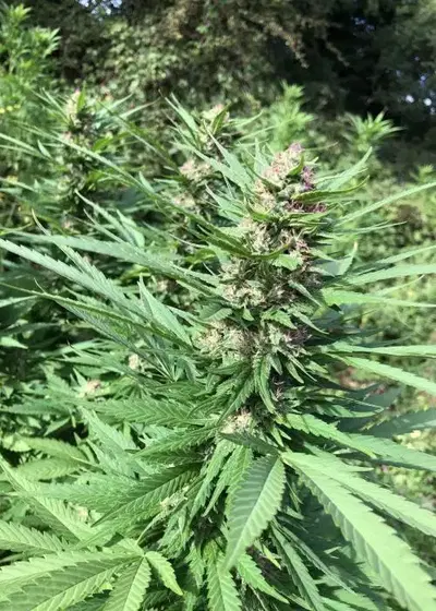 MAFF by Real Gorilla Seeds, Autoflower cannabis strain