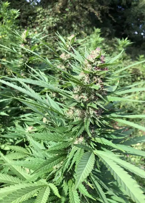 MAFF by Real Gorilla Seeds, Autoflower cannabis strain