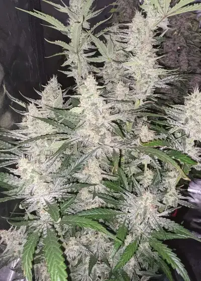 Magic Cookies Auto by Roc Bud Inc Genetics, Autoflower cannabis strain