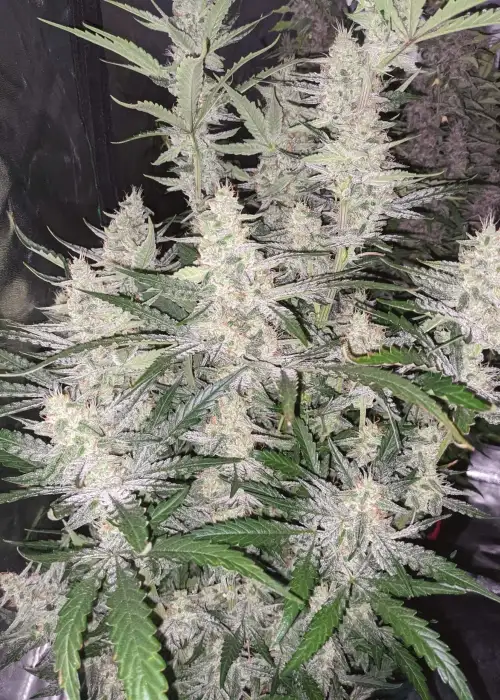 Magic Cookies Auto by Roc Bud Inc Genetics, Autoflower cannabis strain