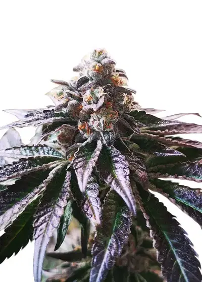Magic Cookies Sorbet by Apex Seeds, Photoperiod cannabis strain