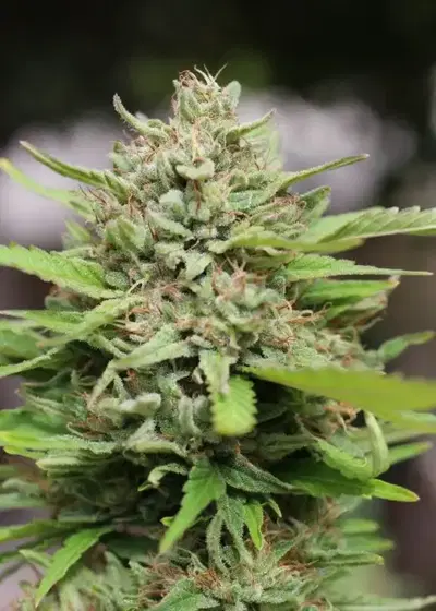 Magic Melon by Dark Heart Nursery, Photoperiod cannabis strain