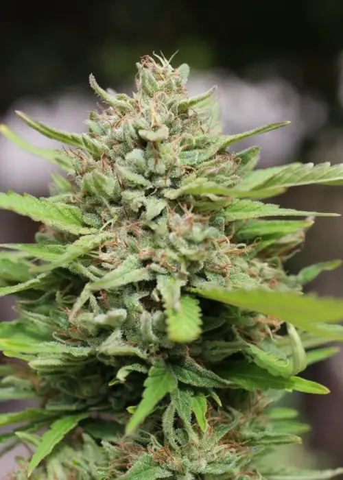 Magic Melon by Dark Heart Nursery, Photoperiod cannabis strain