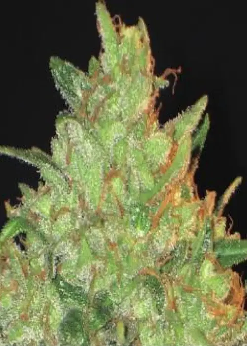 Magma by CBD Seeds, Photoperiod cannabis strain