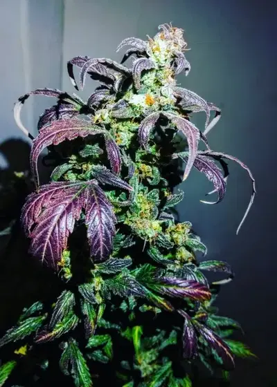 Magnum-47 Auto by Cannabiorganic genetics, Autoflower cannabis strain