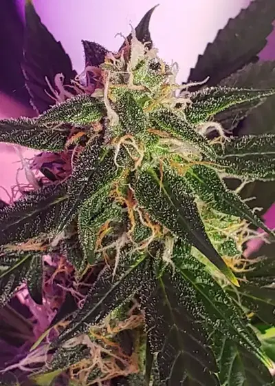 Magnum Auto by Oasis Genetics, Autoflower cannabis strain