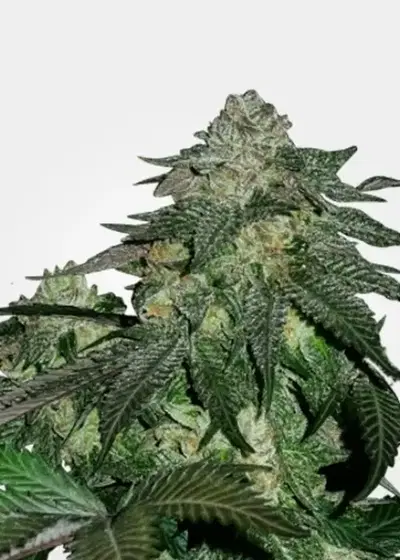 Magnum Autoflower by MSNL Seeds, Autoflower cannabis strain