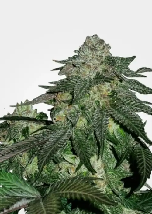 Magnum Autoflower by MSNL Seeds, Autoflower cannabis strain