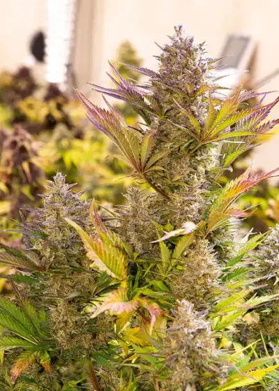 Magnum Cookies Auto by Silver River Seeds, Autoflower cannabis strain