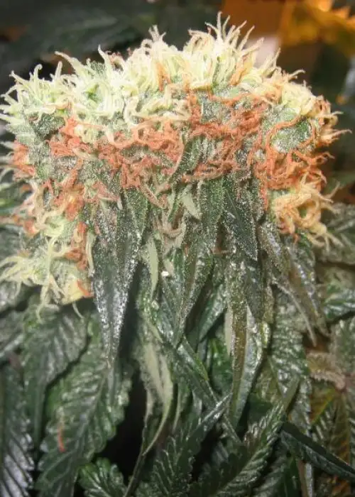 Magnum by Buddha Seeds, Autoflower cannabis strain