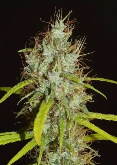 Maharaja Haze cannabis strain