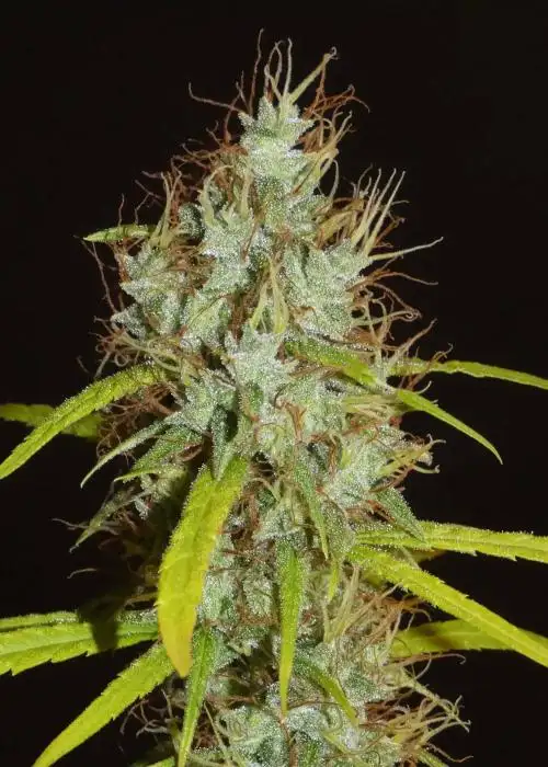 Maharaja Haze by Khalifa Genetics, Photoperiod cannabis strain