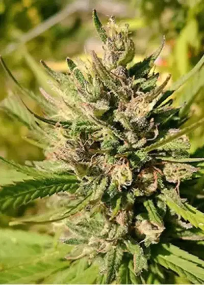Majestic Lemon by 710 Genetics, Photoperiod cannabis strain