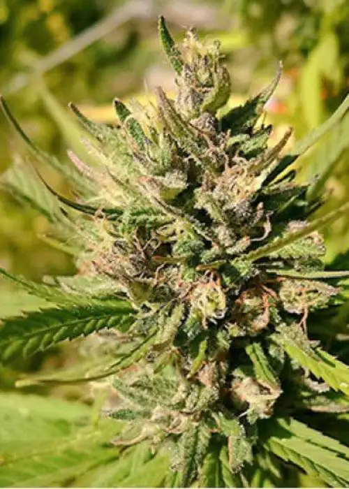 Majestic Lemon by 710 Genetics, Photoperiod cannabis strain