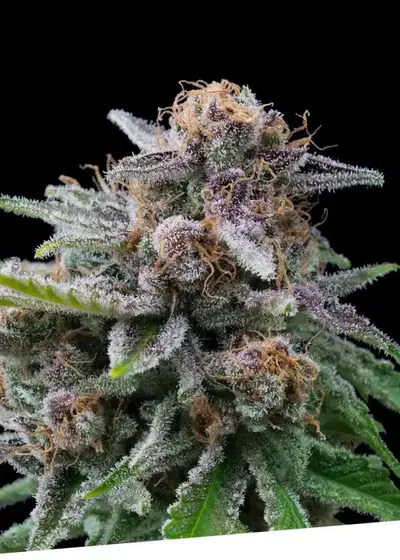 Maka Sugary by Exclusive Seeds Bank, Photoperiod cannabis strain