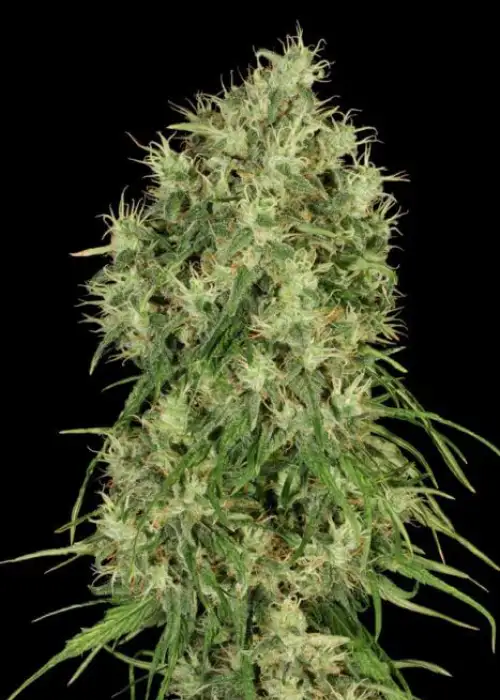 Mako Haze by Kiwi Seeds, Photoperiod cannabis strain