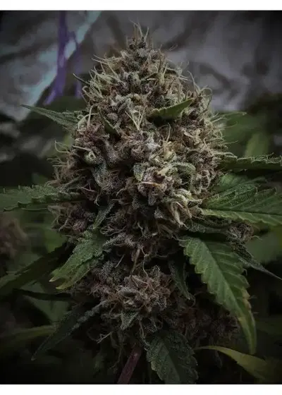 Malana Banana by 7 East Genetics, Photoperiod cannabis strain